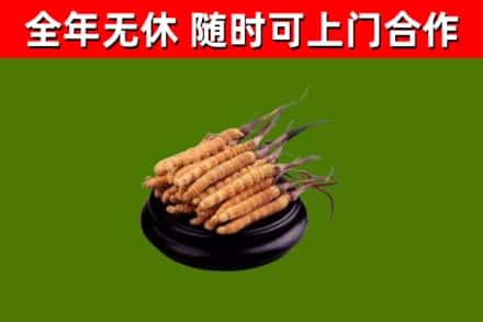 汾西县烟酒回收冬虫夏草.jpg