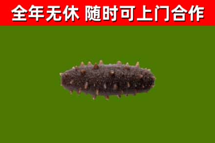 汾西县烟酒回收干海参.jpg